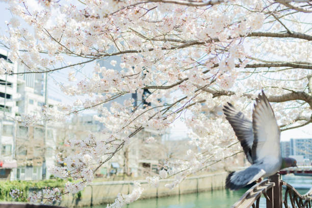 横浜の桜に囲まれた優雅な飛行