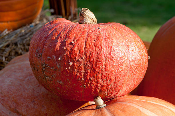 Pumpkin stock photo