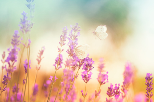 Butterflies on lavender.