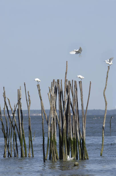 istock the seagulls on the arcachon basin 1542874145