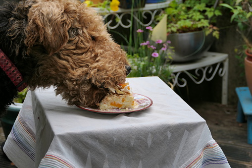 Sixteen-year-old Airedale Terrier, born on the 4th of July 2007.