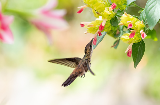 Young Ruby Topaz hummingbird, Chrysolampis mosquitus, in flight feeding on exotic shrimp plant flowers in a pollinator garden.