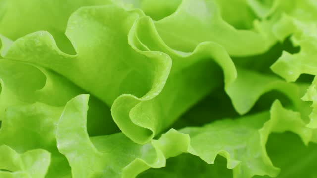 Bright green lettuce leaves circle rotation close up