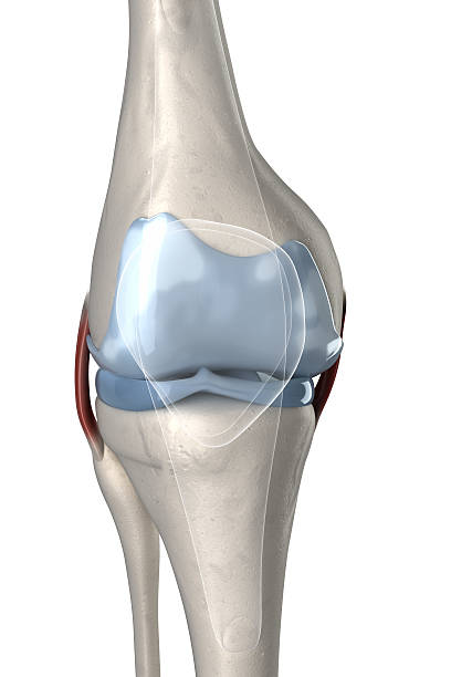 人間の膝前部の眺めが見える軟骨 - cartilage patella human knee medical exam ストックフォトと画像