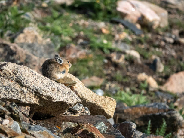 istock Pika in alpine tundra. 1542882705