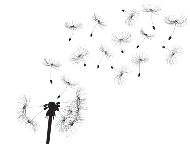 Dandelion vector with jpg included pistil stock illustrations