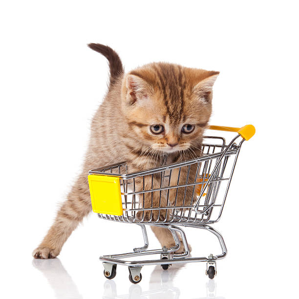 istock british cat with shopping cart isolated on white. kitten osolate 154288758