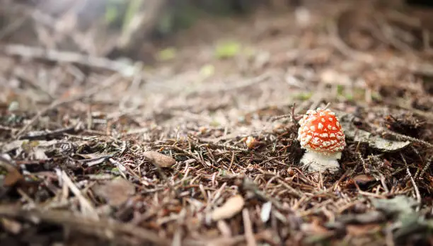 Understory forest scenery with a fly amanita just emerging. Mushrooms harvest fungi concept or Fall landscape. Selective focus. Copy space.