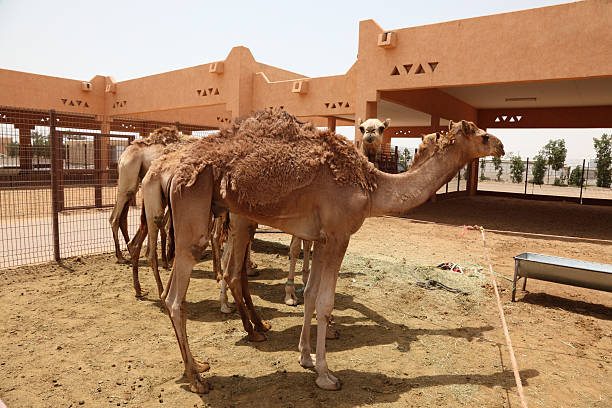 верблюжий рынок - camel fair стоковые фото и изображения