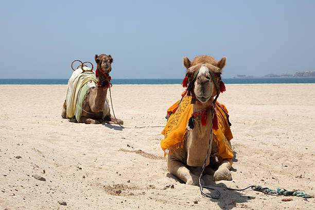 istock Camels on the beach in Dubai 154291276