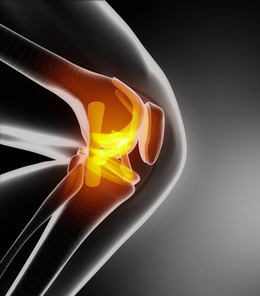 Knee anatomy lateral view CGI - Knee anatomy lateral view posterior cruciate ligament stock pictures, royalty-free photos & images