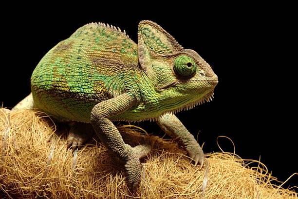 Yemen chameleon stock photo