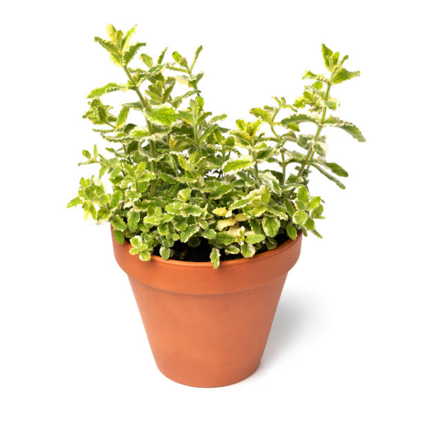 istock Ceramic plant pot with an apple mint plant on white background 1542962253
