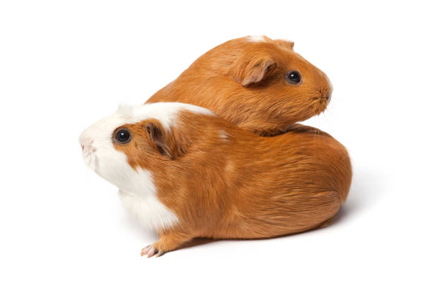 Fluffy cute rodents - guinea pigs on neutral background