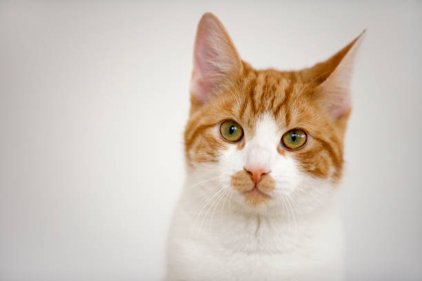 istock Portrait of a red and white tabby cat looking at camera 1542964142
