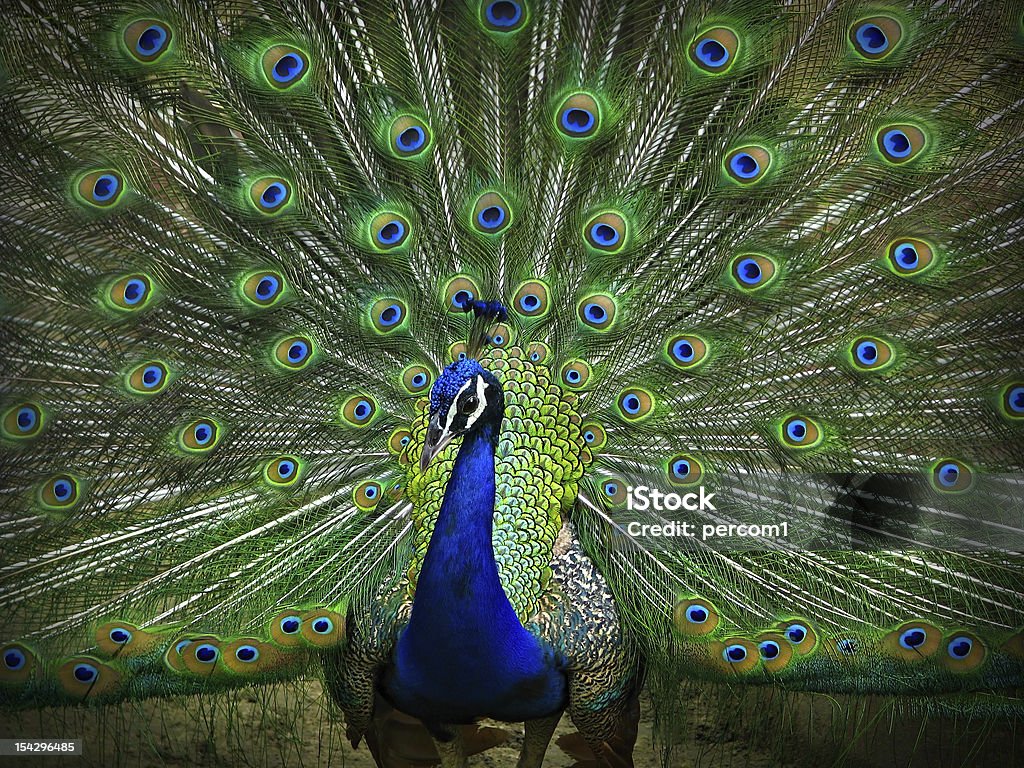 Peacock Portrait of Peacock with Feathers Out Animal Stock Photo