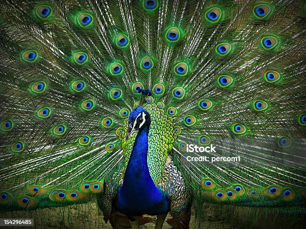 Peacock Stock Photo - Download Image Now - Animal, Animal Wildlife, Bird