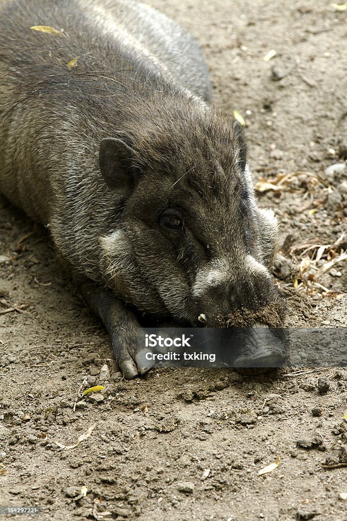Fat little piggy Hefty hog relaxing in the dirt Animal Stock Photo