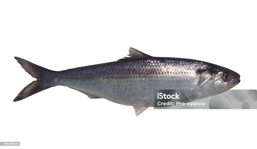 Fisch. - Lizenzfrei Hering Stock-Foto