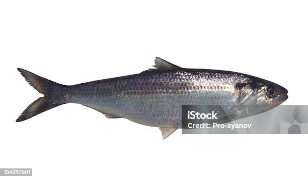 Fisch Stockfoto und mehr Bilder von Hering - Hering, Fisch, Silberfarbig
