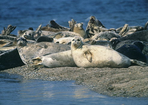 Seal haul out on the Northern Caspian. (Phosa caspica