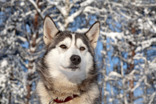 sled dog of Chukchi husky breed  on winter background