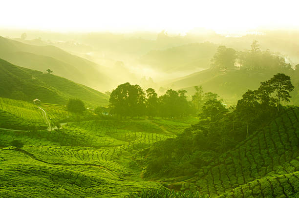 les plantations de thé - tea crop photos et images de collection