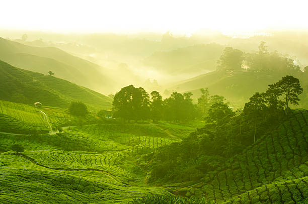 Tea Plantations Tea Plantations at Cameron Highlands Malaysia. Sunrise in early morning with fog. tea crop stock pictures, royalty-free photos & images