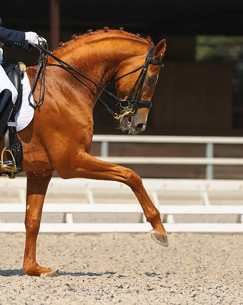 Dressage: portrait of sorrel horse on nature background