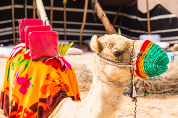 kamele in dubai, vereinigte arabische emirate - dubai united arab emirates traditional culture camel stock-fotos und bilder