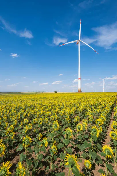 Photo of Wind turbines and sunflowers