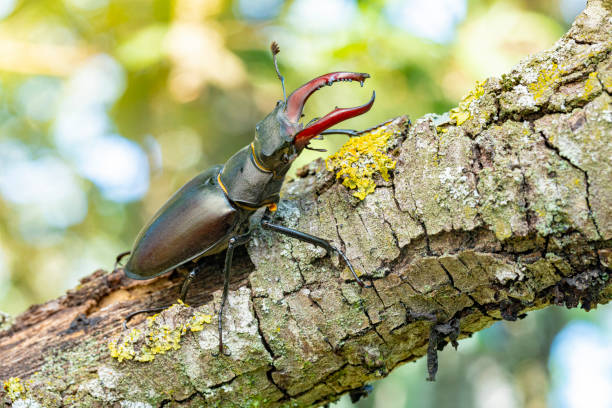istock European stag beetle on branch 1543020823