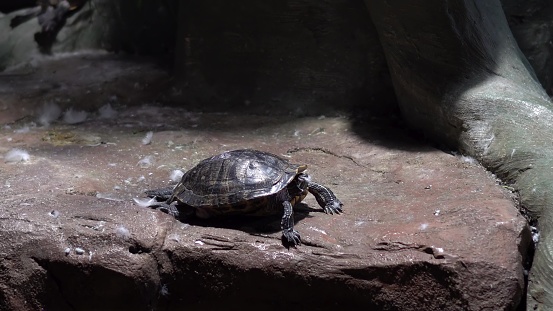A black tortoise sits on a stone and warms itself. Aquatic turtle is resting in the zoo. 4k