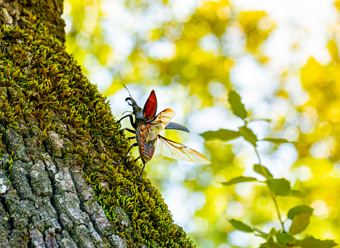 European stag beetle in forest, near BArcelona, Pyrenees forest with oak trees.