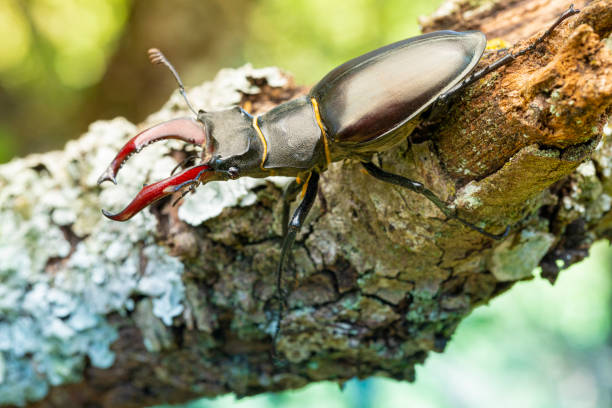 istock European stag beetle on branch 1543020873