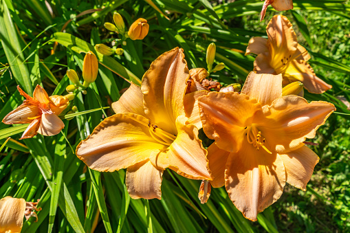 A close-up shot of Daylily flowers in a garden in Seatac, Washington.