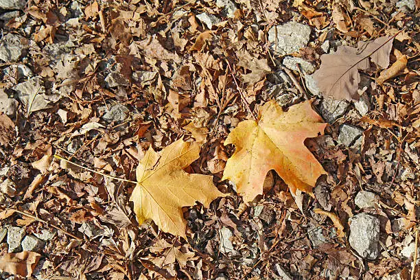 Photo of Fallen leaves of oak and sugar maple
