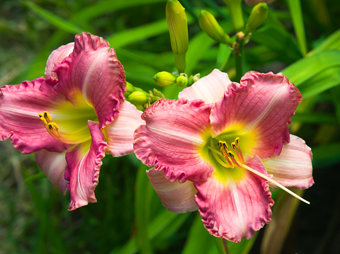 A pair of beautiful day lilies in a Cape Cod garden on a July morning,