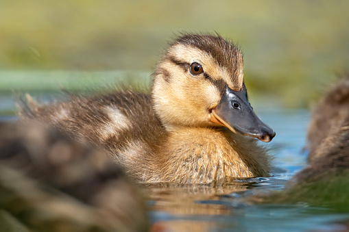 Duckling swims in water  - from sweden nature  - near stockholms city