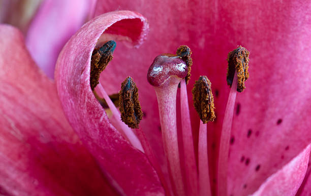 istock Beautiful lily flower detail 154306463