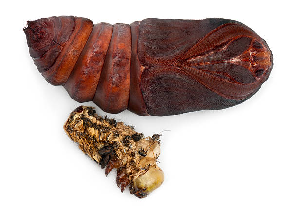 гига�нтский павлин моль pupa удален из кокон, saturnia pyri - saturn moth стоковые фото и изображения