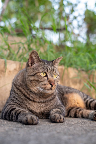 istock Cute female cat sitting on concrete floor 1543073608