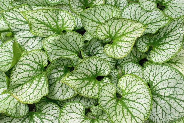 istock Great Forget-Me-Not or Siberian Bugloss  decorative leaves (Brunnera macrophylla) 1543077950