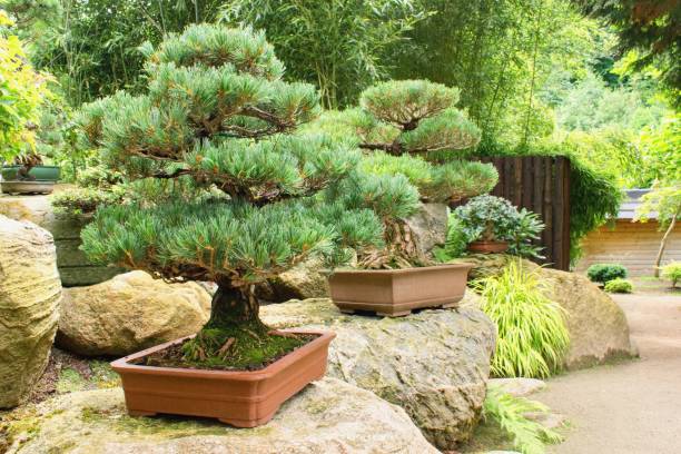 Beautiful decorative bosai in japanese garden