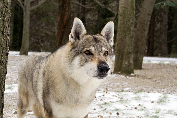 Czechoslovakian Wolfdog stock photo