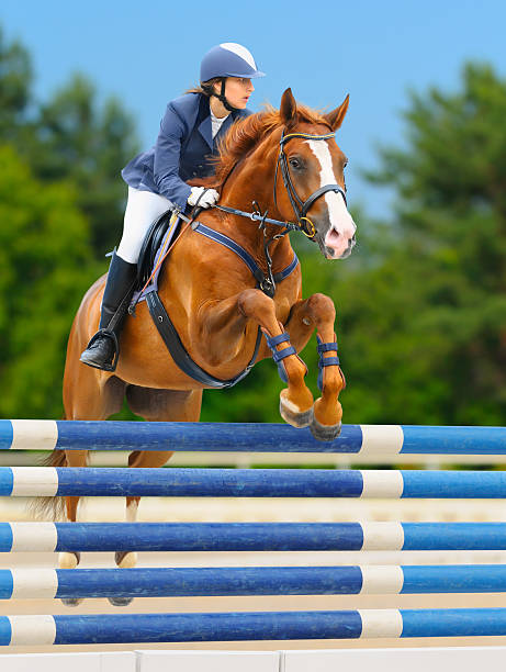 Equestrian sport: show jumping / young woman and sorrel stallion Equestrian sport - show jumping (young woman and sorrel stallion) on nature background equestrian show jumping stock pictures, royalty-free photos & images