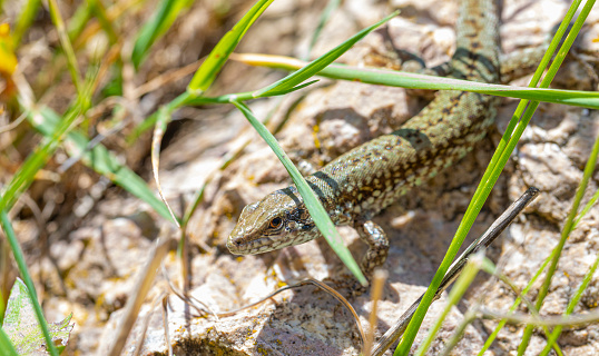 Podarcis lizard in Catalonian prairie during summer