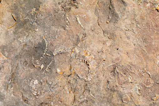 Rudists embeded in sandstones, cross sections.\nCretaceous marine fossis near Barcelona.