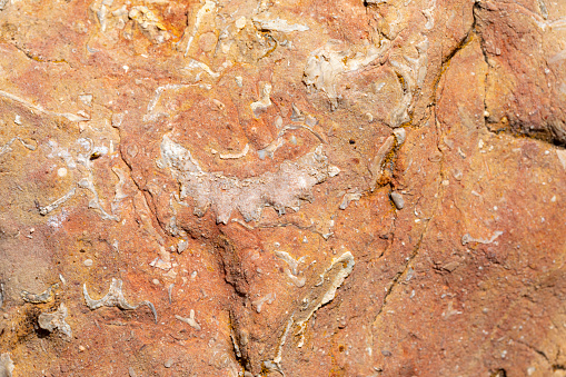 A background texture of ammonite fossils embedded in rock.
