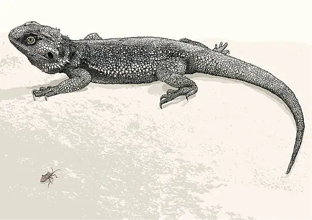 Vector illustration of Lizard & the Bug
